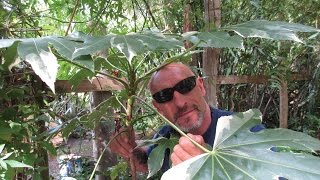 Fatsia japonica Best Exotic Plant for Dry Shade [upl. by Piselli132]