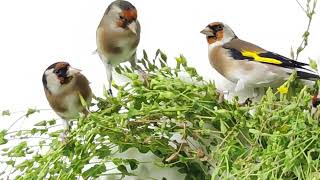 Carduelis carduelis stiglic grdelin Cardellino bird hasson [upl. by Aicelef]