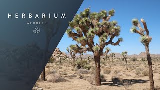 Yucca brevifolia  Joshua Tree [upl. by Peadar508]