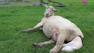 Amie the Amazing Sheep giving birth [upl. by Araid]