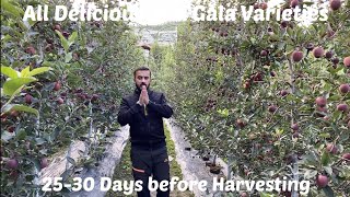 Different Apple Fruits 30 days before harvesting🍎 [upl. by Evilo]