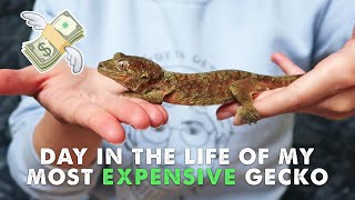 What Its Really Like To Own A Chahoua  DAY IN THE LIFE Mossy Gecko [upl. by Nerrol]