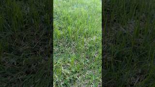 9 day update Perennial ryegrass overseed in bermuda grass DFW [upl. by Benedicto]