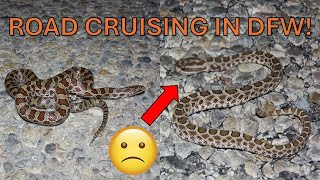 Searching for a Rare Rattlesnake in North Texas  Kingsnakes Bullsnakes Ratsnakes and More [upl. by Leizar]