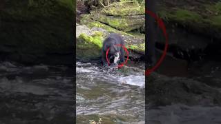 Bear Snags a Quick Fish shortsvideo [upl. by Kingston]