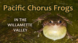 Pacific Chorus Frogs in the Willamette Valley [upl. by Sophi]