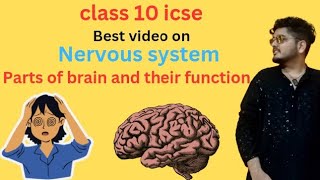 Parts of brain and their function class 10 icse nervous systemNEET [upl. by Adelice]