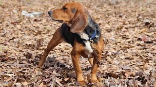 2014 Thanksgiving Day Rabbit Hunt  Bensons Kennel [upl. by Ailuig]