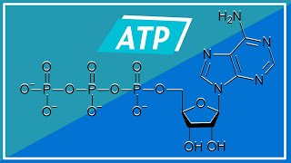 BIOENERGETICA Adenosina Trifosfato Struttura e Funzioni  Pillole di Scienza [upl. by Nnayrrehs768]