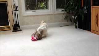 Look at Lacey Go Shih Tzu Playing With Her New Fleecy Ball and She Looks So Cute 💗☺🐾 [upl. by Eelyahs]