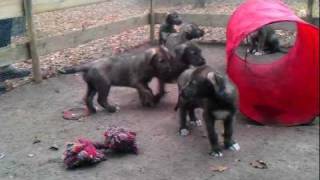 Irish Wolfhound puppies 7 weeks old playing outside [upl. by Adneram]