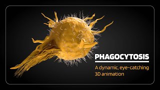 Phagocytosis opsonization margination rolling adhesion diapedesis [upl. by Bonnee563]