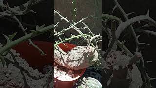 This is Adenia globosa double headsbonsai gardenplantsplant gardeningcaudexcaudexplantviral [upl. by Sldney586]