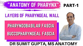 PHARYNX  LAYERS  PHARYNGOBASILAR FASCIA  BUCCOPHARYNGEAL FASCIA  ANATOMY [upl. by Jo Ann688]