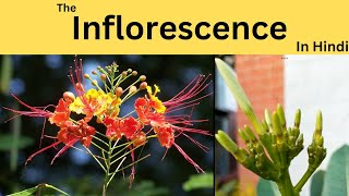 What is inflorescence Racemose and Cymose How flowers are formed on branches [upl. by Eiramlatsyrk933]