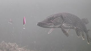 INSANE Underwater Footage Ice Fishing NORTHERN PIKE with a DARDEVLE [upl. by Aleakim]