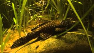 Bristlenose Pleco Ancistrus [upl. by Thatch]