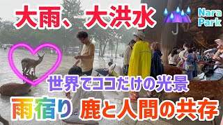 大雨、大洪水☔️雨宿り🫎これぞまさしく鹿と人間の共存💖世界でここだけ外国人観光客も大注目の奈良公園🦌Nara Park Japan🇯🇵 [upl. by Mcintyre]