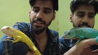 IGUANAs at Indian PetShops Cheap  Real Iguana Scenario [upl. by Alleoj330]