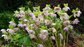 Hellebore or Lenten rose Helleborus x orientalis also known as Helleborus x hybridus [upl. by Scrivings584]