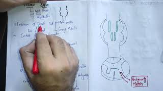 guyton chapter 56 part 4 Motor function of the Brainstemmotorphysiologyneurologyguytonbrainstem [upl. by Lucius374]