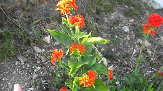 Lychnis chalcedonica  Maltese Cross 11 July 2013 [upl. by Appleton46]