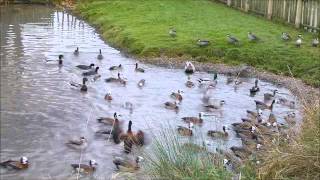 Redbilled pintail and whitefaced whistling ducks feeding time [upl. by Arvo]