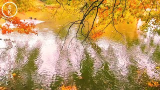 NYC Relaxing Rain Sound in Central Park  Manhattan New York 4K [upl. by Giza]