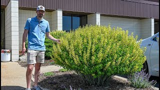 Baptisia might be the best landscape perennial and we need to talk about it more  Walters Gardens [upl. by Hamilton547]