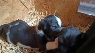 vidéo chiots 3 semaines [upl. by Esydnac]