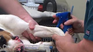 Perform Intravenous Injection on Canine [upl. by Ahsikan]