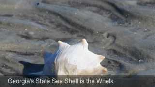 Gathering Whelks On Sapelo Island With Cornelia [upl. by Nilyak786]