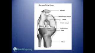 Knee AnatomyTendons Ligaments Bones Cartilage Joint [upl. by Ameyn203]