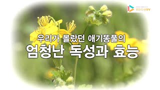 애기똥풀의 독성과 효능 [upl. by Ellennad460]