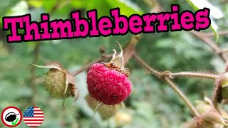 What are THIMBLEBERRIES Rubus parviflorus  Weird Fruit Explorer Ep 340 [upl. by Ahsienel365]