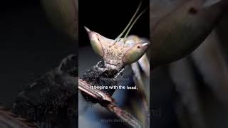 Praying Mantis eats fly alive [upl. by Tewell82]