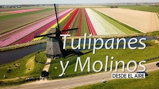 Campos de tulipanes a vista de dron Visitando Keukenhof  PAISES BAJOS 4 [upl. by Rahr339]