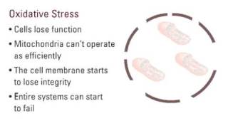 Effects of Oxidative Stress [upl. by Ailel]