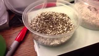 What I do for a moldy leopard gecko egg [upl. by Aronel]