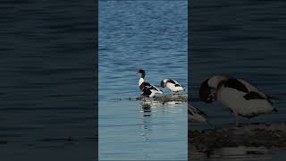 The common shelduck Tadorna tadorna shortvideo wildbirds birds [upl. by Torras]