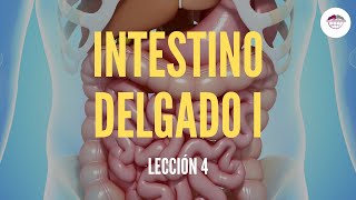 4 EL INTESTINO DELGADO I ESTRUCTURA Y FUNCIÓN DEL SISTEMA DIGESTIVO [upl. by Otnas785]