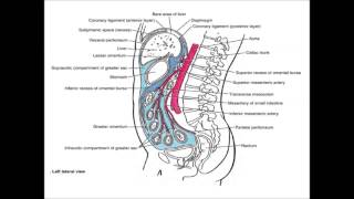 Abdominal Cavity amp Peritonium [upl. by Sumetra]