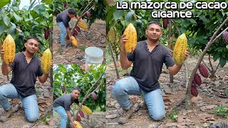 Variedad de cacao gigante agricultura cacao viralyoutube [upl. by Tasha977]