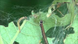 Ailanthus webworms feeding [upl. by Malcah]