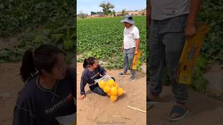 Beautiful Sweet Melon Harvesting from Farm with Rural Farmer shorts satisfying youtubeshorts [upl. by Lebama774]