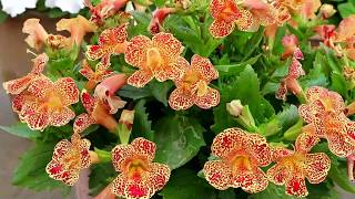 Mimulus flowers also known as Monkeyflowers [upl. by Arihaz]