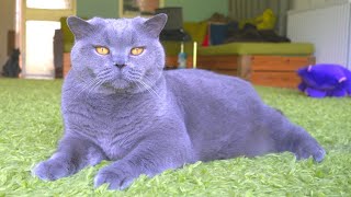 British Shorthair Cat  Blue Grey or Violet [upl. by Enayd]