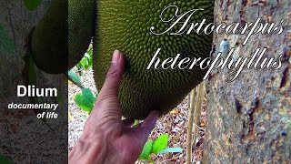 Jackfruit Artocarpus heterophyllus  part 1 [upl. by Eniksre]