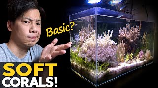 My BASIC Reef Tank 🚽 Soft Corals Macro Algae Mangrove Tank Update details in desc [upl. by Nimad]