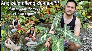 SOBRANG BILIS NILANG DUMAMI  MAG PROPAGATE AT MAG REPOT TAYO NG CALADIUM LINDENII  BECHOY VLOG [upl. by Alvin]